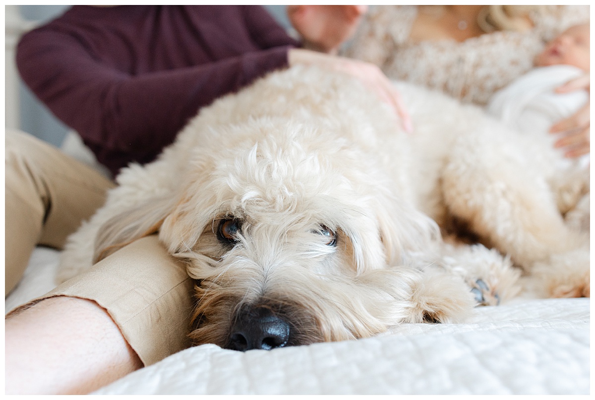 How to include your dog in your newborn session in Boston, MA?